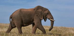 Найсильніші істоти Землі – кого науковці називають головними чемпіонами