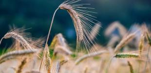 Врожай в Україні зростає, але експерти б’ють на сполох — що заважає прибутку від його продажу