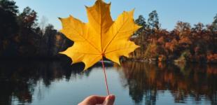 12 жовтня в Україні переважно без опадів, подекуди прогріє до +17°