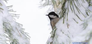 В Україні у середу переважно без опадів, на півночі до -20°