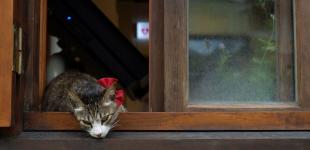 Синоптикиня відповіла, чи буде ця осінь теплішою, ніж минулого року