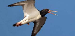 Рідкісний птах зупинився в Україні дорогою до Африки: деталі подорожі