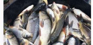 Раніше купували без роздумів: популярний продукт в Україні стрімко здорожчає