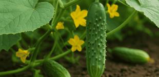 В Україні другий місяць поспіль дорожчає популярний овоч