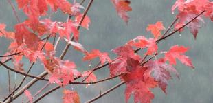 Українців попередили про погіршення погодних умов у п'ятницю: де буде підвищена небезпека