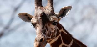 Чому жирафи мають довгі ноги: нове відкриття пояснило еволюційну загадку