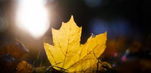 Заморозки будуть звичним явищем: прогноз Укргідрометцентру на жовтень