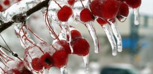 Синоптики попереджають про заморозки у Києві