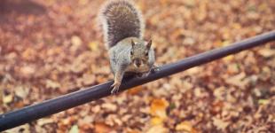 У листопаді буде три дні справжнього тепла: синоптик назвав дати