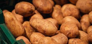 Скільки коштуватиме картопля взимку: прогноз виробників
