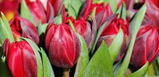 Коли найкраще садити тюльпани восени — не проґавте цей час