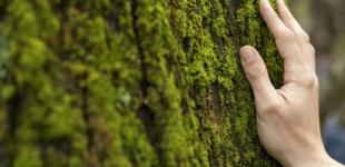 Ці прості способи допоможуть позбутися моху на городі та бруківці