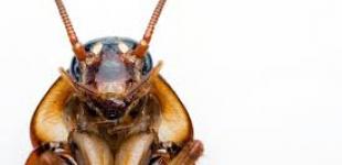 Детскую больницу в Николаеве наводнили тараканы