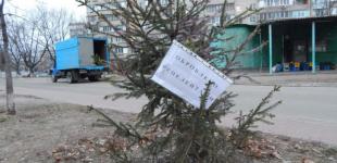 Коммунальщики начали обрабатывать киевские елки «антиворовскими» химикатами