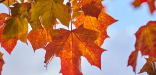 Синоптик сказала, як довго в Україні затримається бабине літо