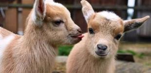 В Бердянске приютили козлят, найденных в мешке у дороги