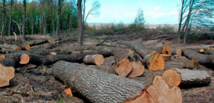 Расхищение украинского леса уйдет в прошлое – Гончарук