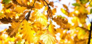 Стало відомо, яка погода буде в Україні до кінця тижня