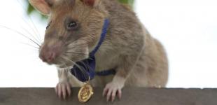 Пацюк-герой