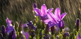 Весняне тепло й трохи дощів: стало відомо, яка погода чекає українців на вихідних