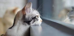 В Украине ожидается прохладная погода, местами дожди и грозы