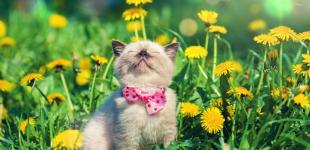 Вихідні коту під хвіст: Україну накриють рясні дощі та грози