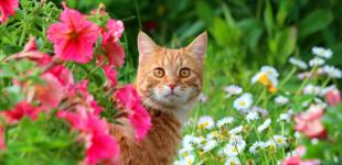 Дождливо будет только на западе Украины: прогноз погоды на воскресенье