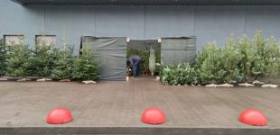 Ярмарки з продажу ялинок у Києві запрацює з 15 грудня: названі ціни та адреси