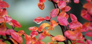 У 7 областях України оголошено надзвичайну пожежну небезпеку