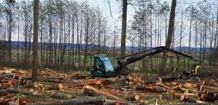 Назван объем убытков государству от незаконных рубок