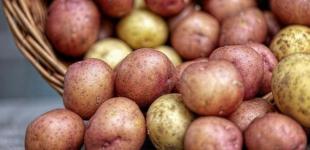 Ждать ли дешевой картошки в Украине: эксперты дали прогноз