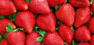 Купити полуницю авансом. Скільки коштує українська ягода з теплиці та з грядки? 