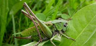 Американский Лас-Вегас атакуют кузнечики