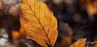 Морозы возвращаются в Украину