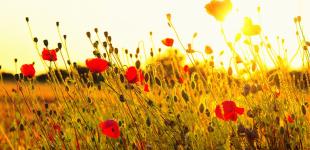 Температура начнет повышаться, некоторые регионы накроет циклон