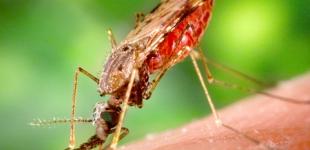 В США запускают производство новых лекарств от малярии