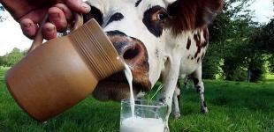 Про сливовицю і свіже молоко, без яких життя було би пріснішим
