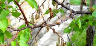 В Днепропетровской области массово гибнут фруктовые деревья