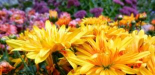 Где пройдут дожди в Украине: прогноз погоды на 16 октября