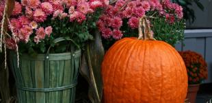 Ночные заморозки отступят, местами потеплеет до +20: синоптики назвали дату