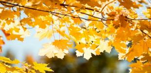 В Україні прогнозують ще кілька днів заморозків, потім – «бабине літо»