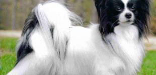 На видео показали самого лучшего в мире пса