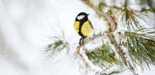 Снег, дождь и мороз до -15: прогноз погоды на рождественские выходные