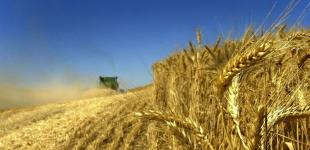 Аграрии собрали уже 11,3 миллиона тонн зерна