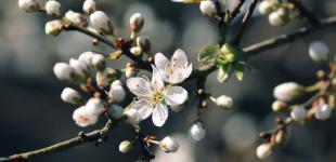 До -5 в Україні: синоптик попередила про заморозки