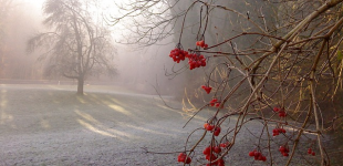 Дожди и мокрый снег сменятся потеплением: синоптики рассказали, какой погоды ждать в Украине