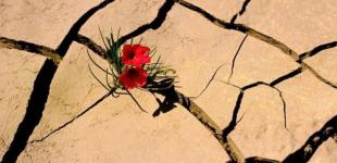 Как огурчик: Боремся с похмельем!