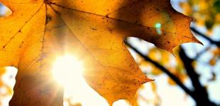 Бабье лето пришло: какой будет погода в Украине на 26 сентября