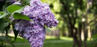 Антициклон Utine несет в Украину солнечную погоду