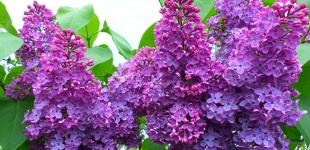 В Украину наконец пришло тепло и солнце